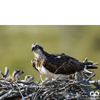 گونه عقاب ماهیگیر Osprey